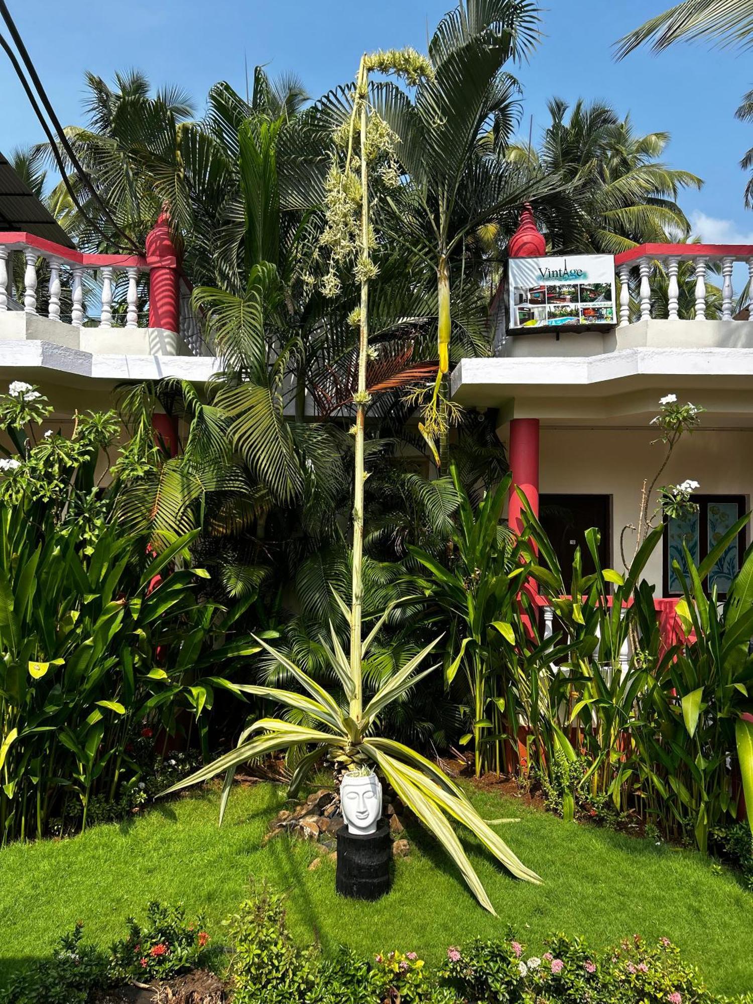 Vintage Beach Resort Agonda Luaran gambar